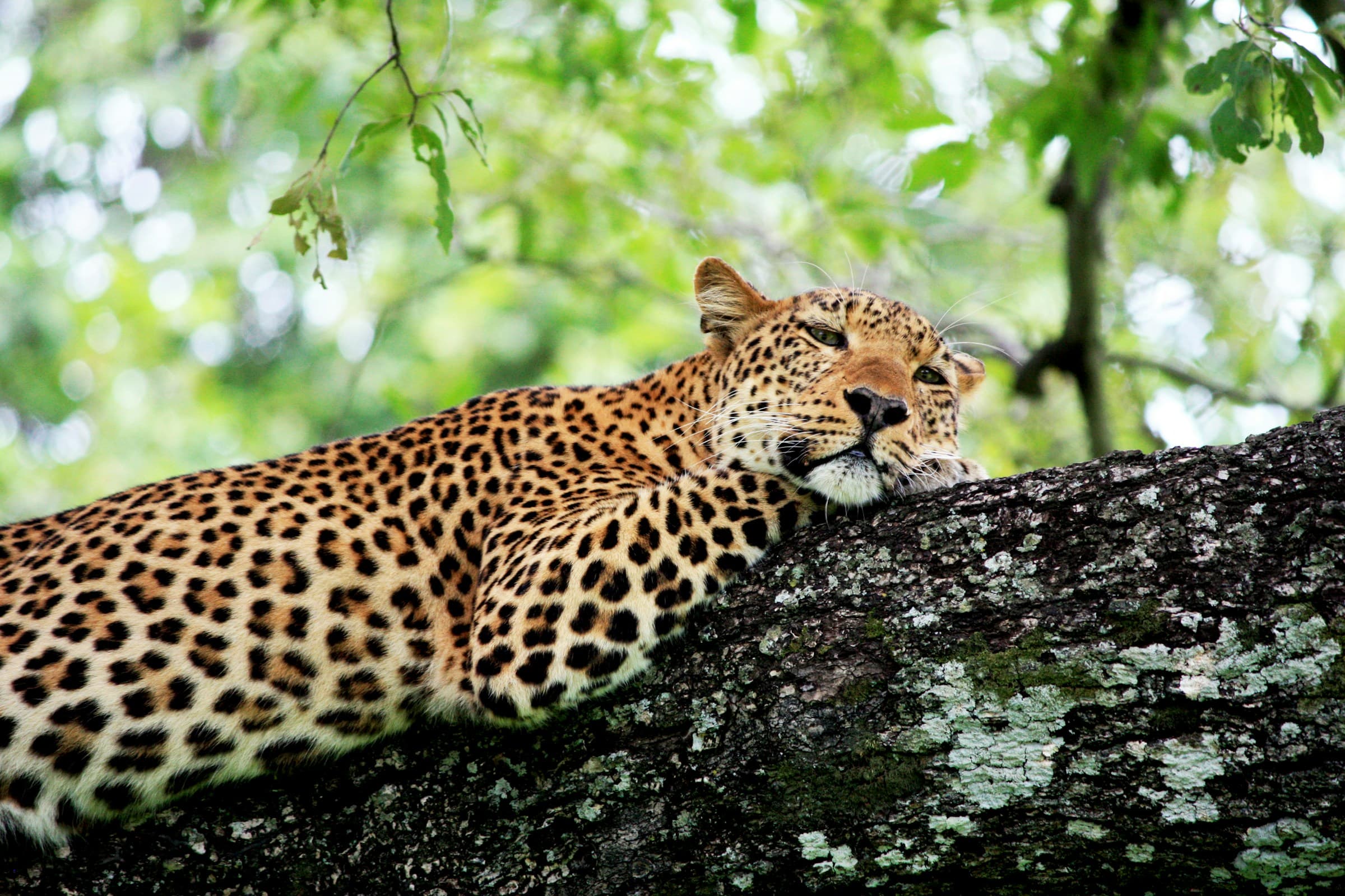Leopard resting on a tree branch in a dense tropical jungle